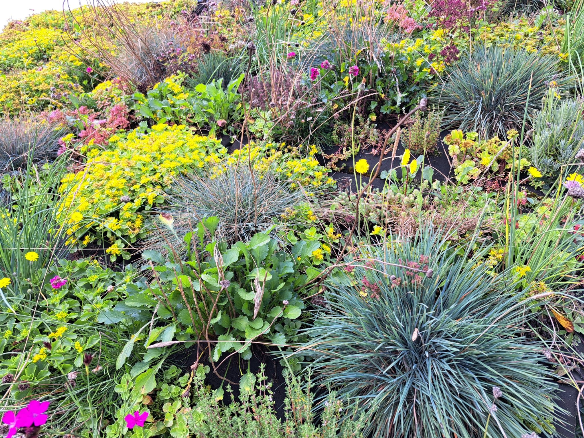 bloeiende sedum-kruiden pocket