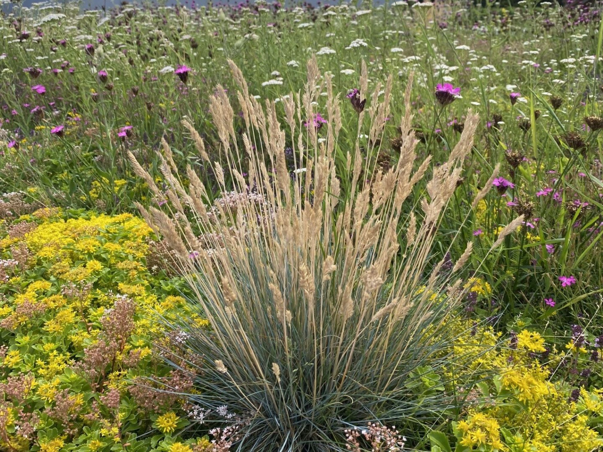 Sedum matten voor groen dak